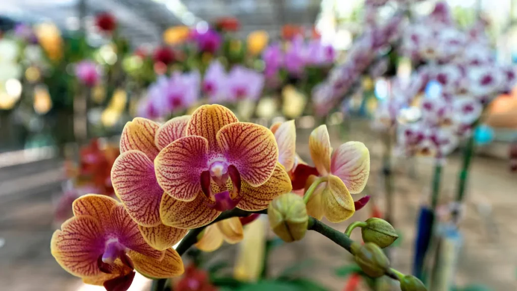 Micro-orquídeas