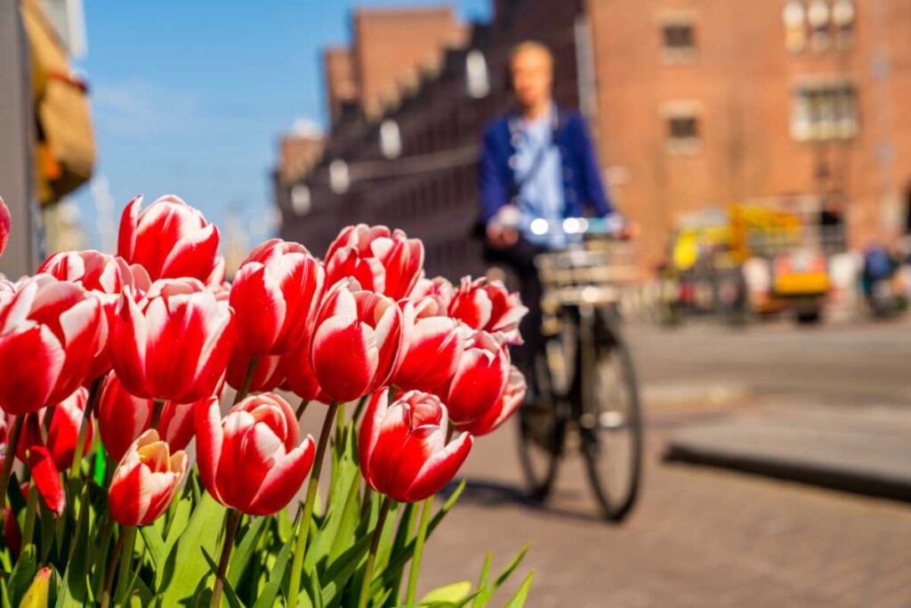 Além da capital: as melhores rotas para alcançar o espetáculo das tulipas